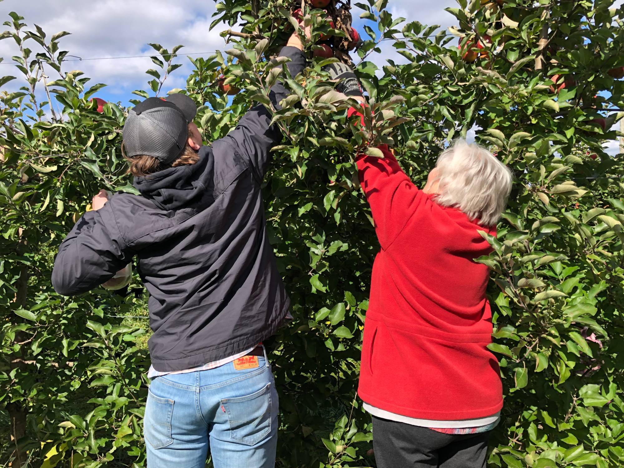 Two people picking apples